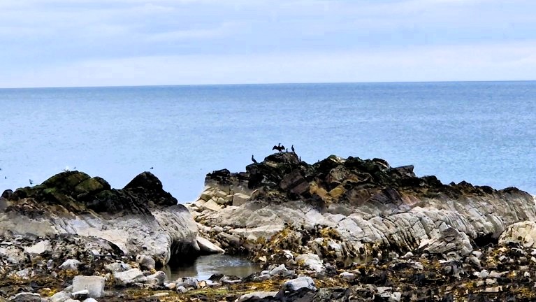 bird that look like pterodactyls sitting on the rocks out in the sea between Helmsdale and Brora. 