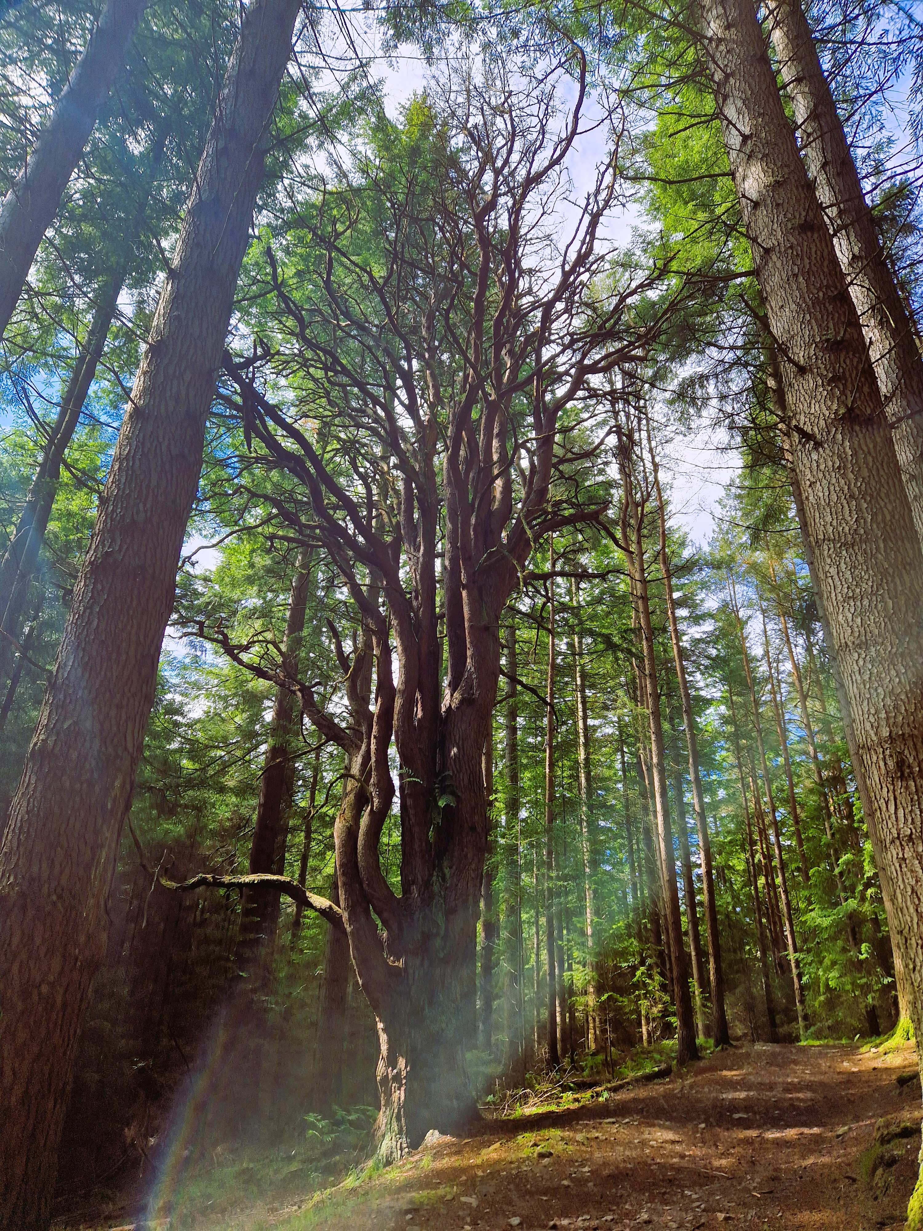 Twisted Tree in Culloden Woods