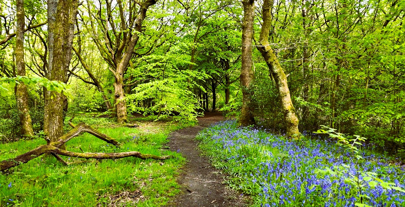 Bluebells Path in Rivington Terraced Gardens